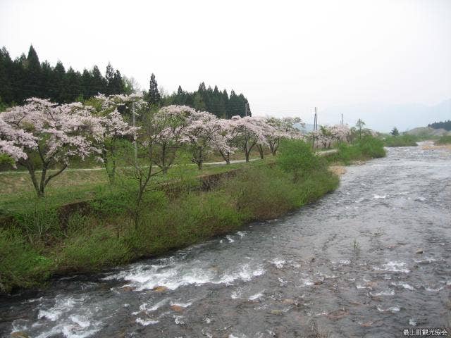 白川桜並木