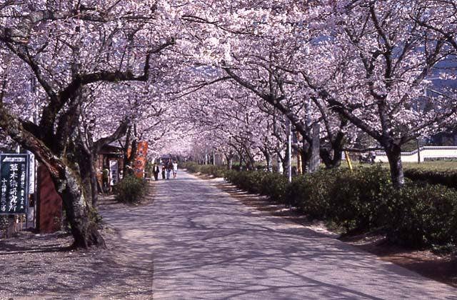 秋月杉の馬場の桜