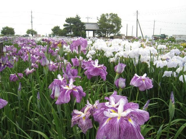 菖蒲城趾あやめ園