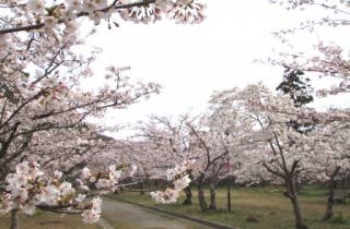 桜（指月公園）