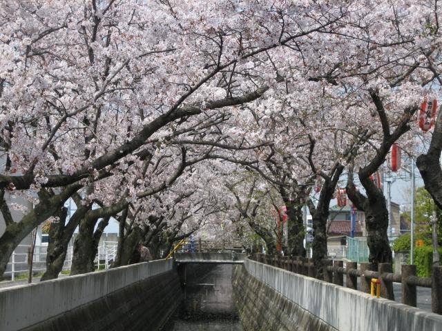 十四川の桜