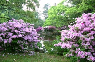 つつじ　東園（指月公園内）