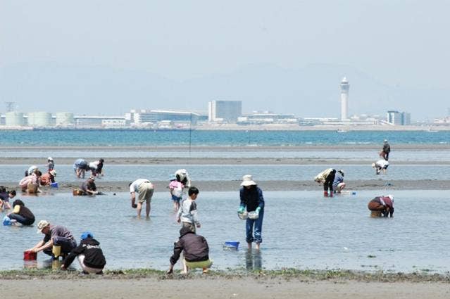 坂井海岸潮干狩り