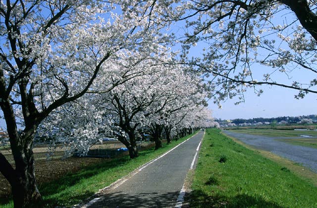 桜川の桜