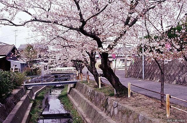 二ノ沢川の桜