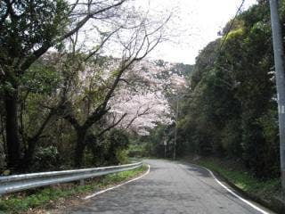比井崎海岸桜並木道