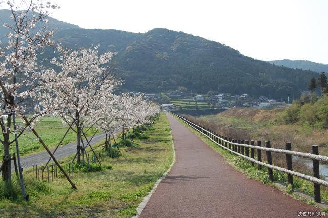 桜づつみロード