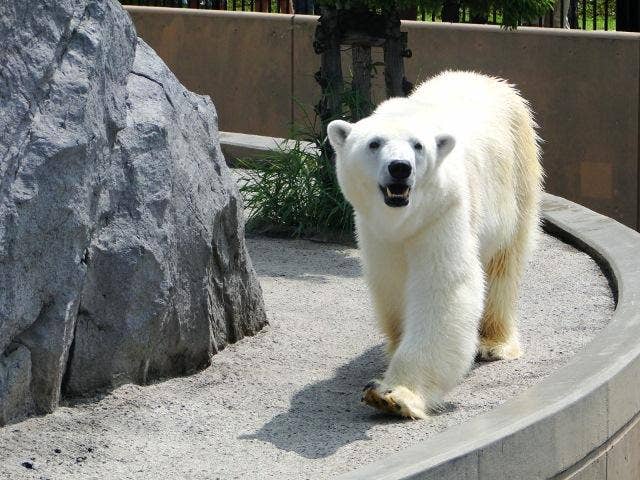 旭川市旭山動物園