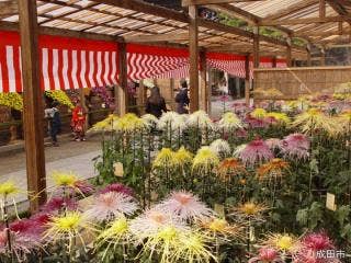 成田山菊花大会