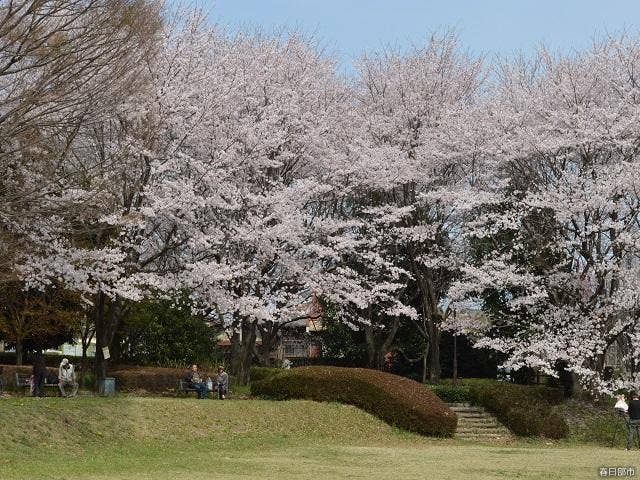 内牧公園（お花見広場）