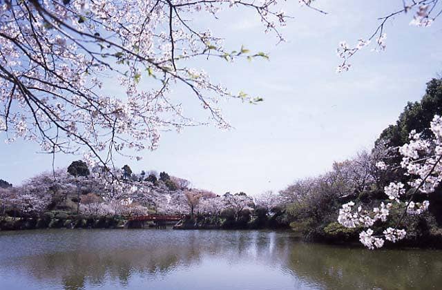 甘木公園の桜