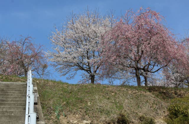 花楯公園