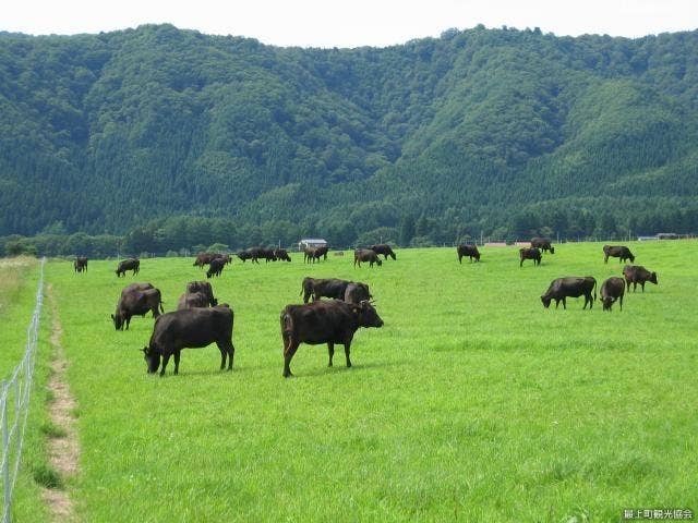 牧場の放牧