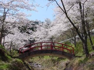 鼓峠の桜