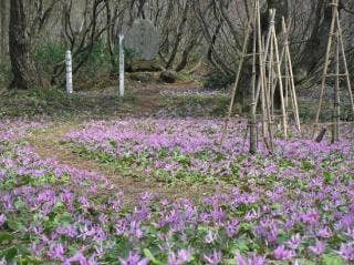 コース途中の八石城址では、春になるとカタクリの群生を見ること