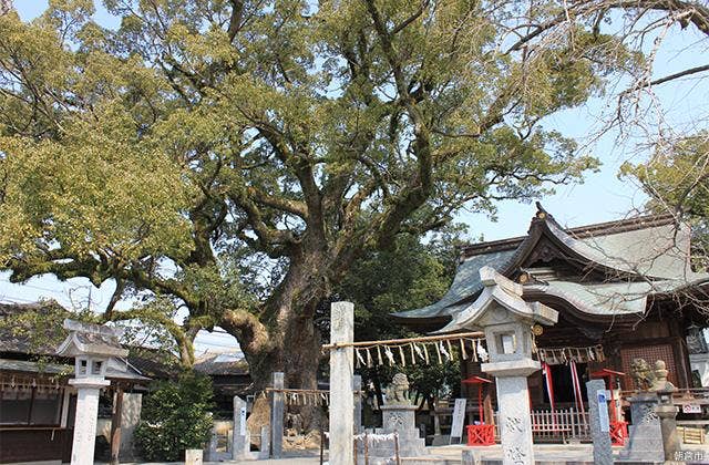 須賀神社の大樟