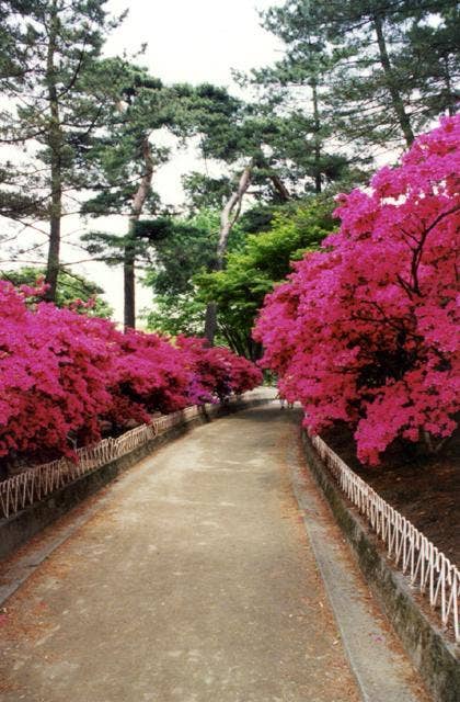 華蔵寺公園のつつじ