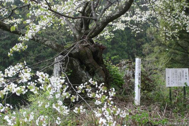 石割桜