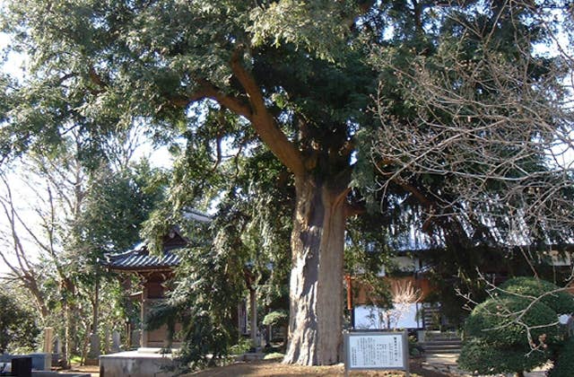 東源寺の榧の木