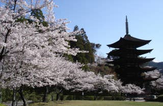 香山公園さくら2