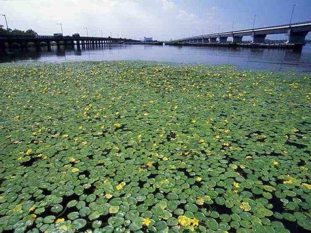 ふたつの神宮橋