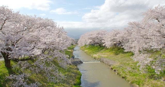 藤田川ふれあい桜