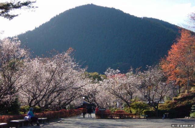 城峯公園冬桜