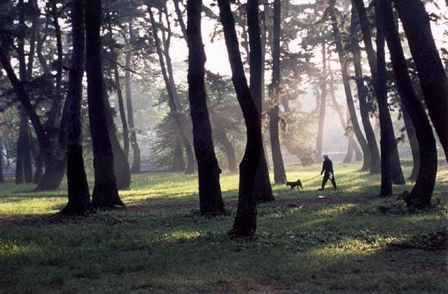 敷島公園松林