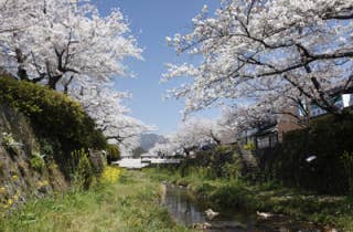 一の坂川さくら2