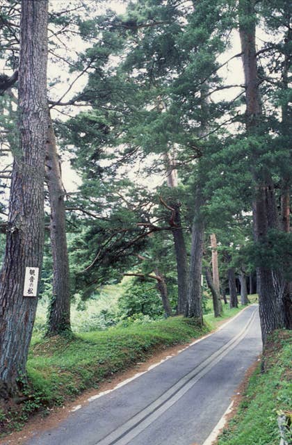 法光寺参道千本松並木