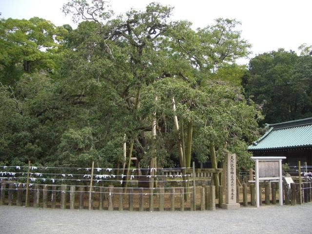 三嶋大社のキンモクセイ