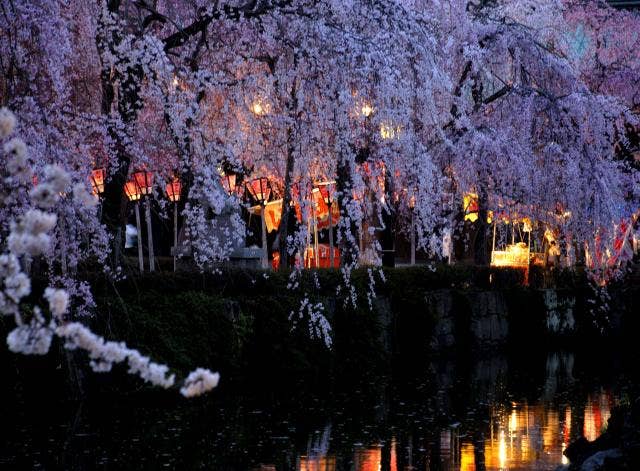 三嶋大社の夜桜