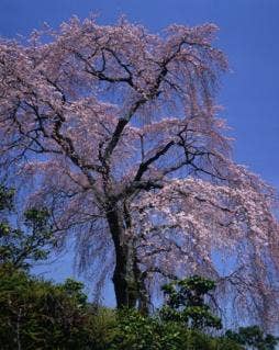 太閤桜