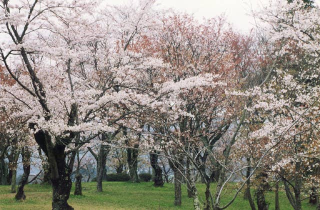 桜川の桜