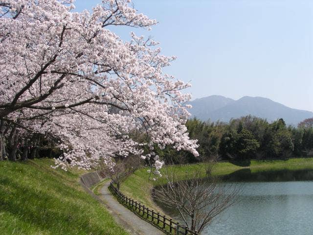 日野川ダムの桜