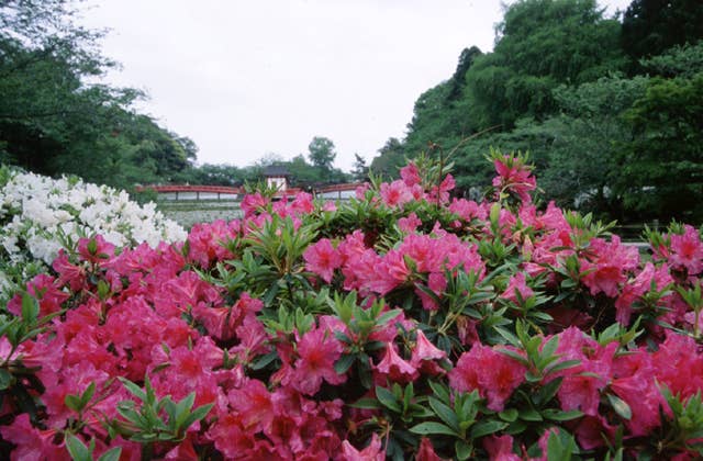 茂原公園のツツジ