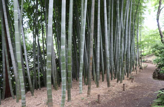 殿ケ谷戸庭園