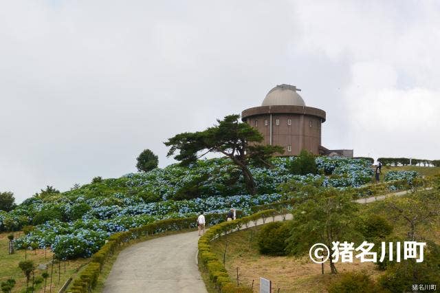 大野山あじさい