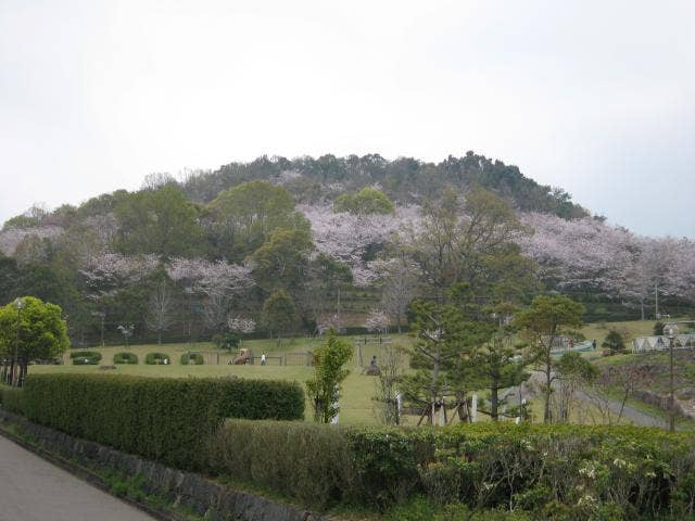 蟻尾山公園の桜