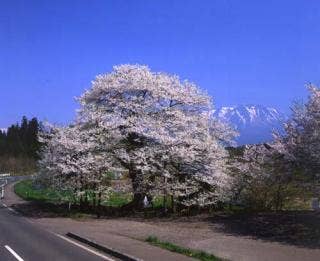 弘法桜