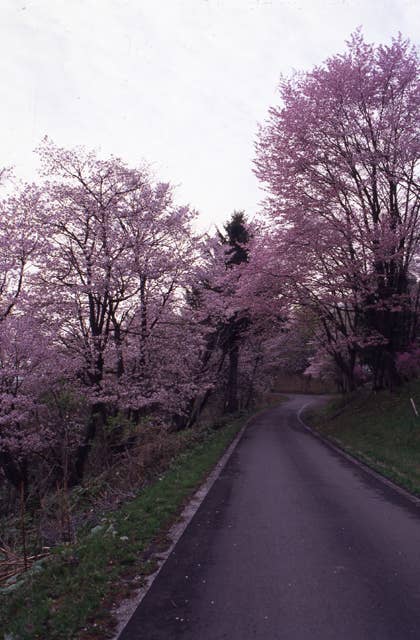 朝日ヶ丘公園の桜