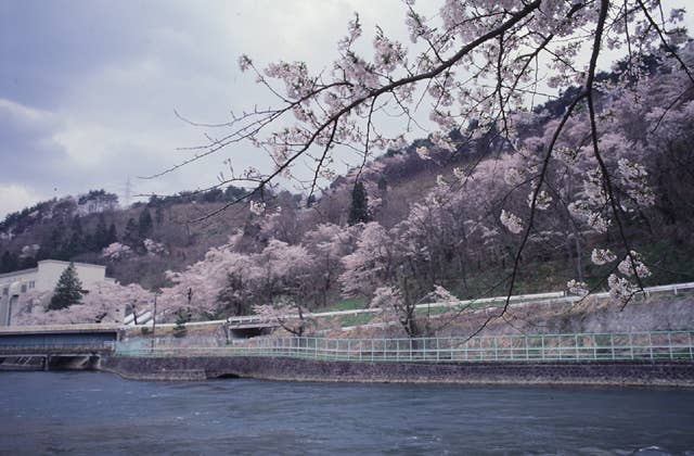 金川公園の桜