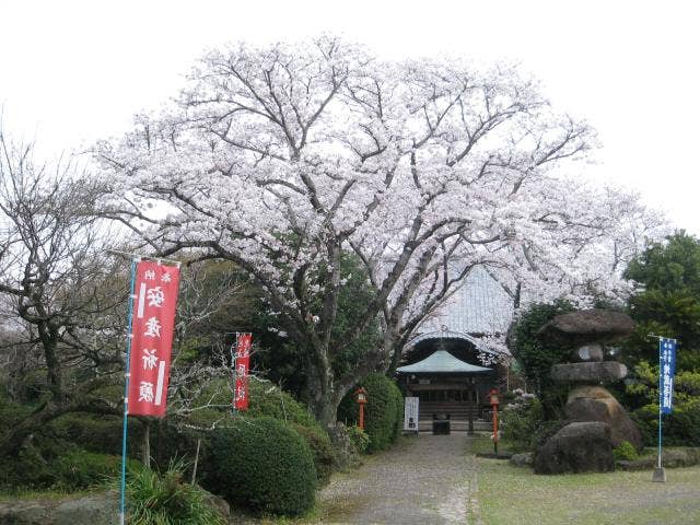 誕生院の桜