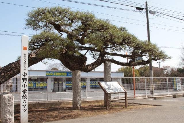 中野小学校の松