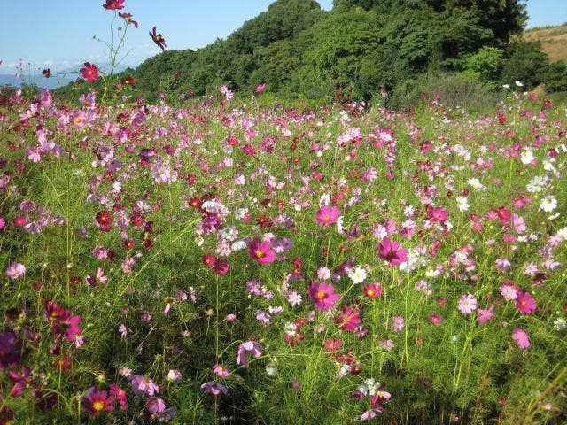 外苑頂上のコスモス園