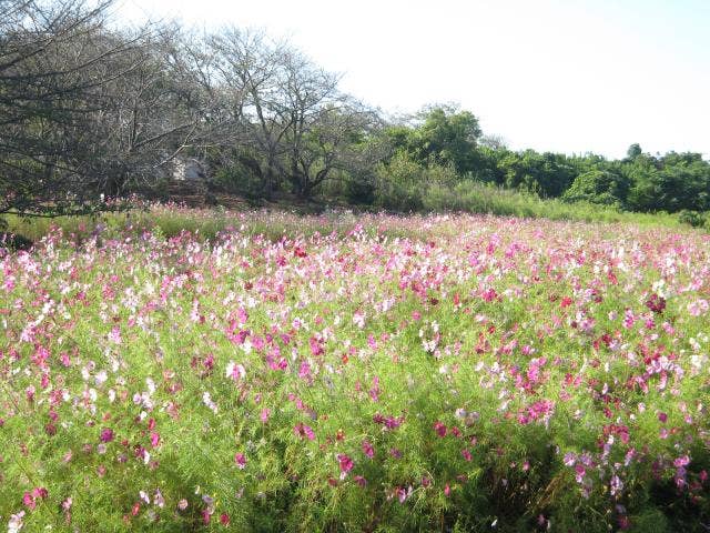 外苑頂上のコスモス園