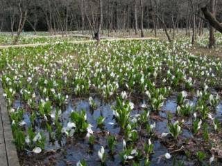 水芭蕉公園3