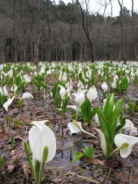 水芭蕉公園4