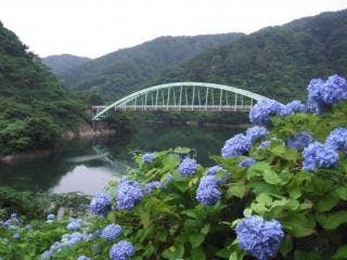 アジサイとつり橋