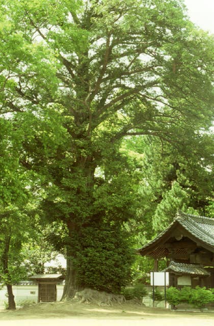 神光寺のかやの木